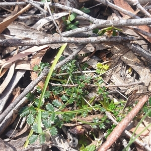 Acaena echinata at Little Swanport, TAS - 4 Jan 2025