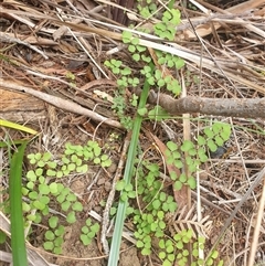 Adiantum aethiopicum (Common Maidenhair Fern) at Little Swanport, TAS - 5 Jan 2025 by Detritivore