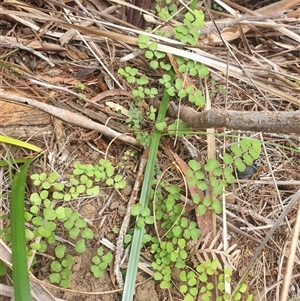 Adiantum aethiopicum at Little Swanport, TAS - suppressed