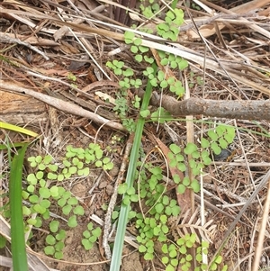 Adiantum aethiopicum (Common Maidenhair Fern) at Little Swanport, TAS by Detritivore