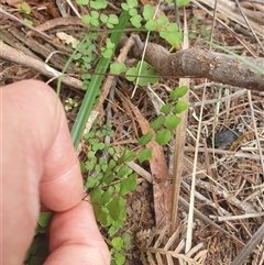 Adiantum aethiopicum at Little Swanport, TAS - suppressed