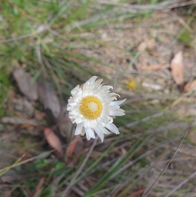 Argentipallium dealbatum (Silver Everlasting) at Little Swanport, TAS - 5 Jan 2025 by Detritivore