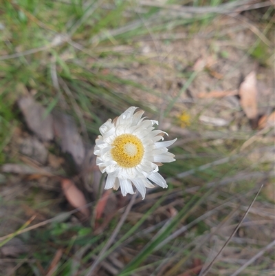 Argentipallium dealbatum (Silver Everlasting) at Little Swanport, TAS - 4 Jan 2025 by Detritivore