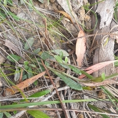 Argentipallium dealbatum at Little Swanport, TAS - 5 Jan 2025 09:45 AM