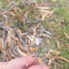 Arthropodium milleflorum (Vanilla Lily) at Little Swanport, TAS - 4 Jan 2025 by Detritivore