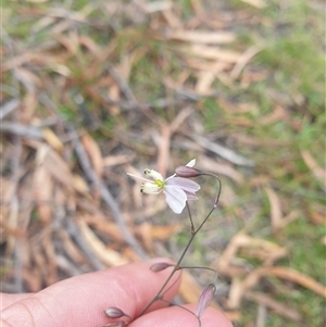 Arthropodium milleflorum at Little Swanport, TAS - 4 Jan 2025 02:36 PM