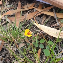 Bossiaea prostrata (Creeping Bossiaea) at Little Swanport, TAS - 4 Jan 2025 by Detritivore