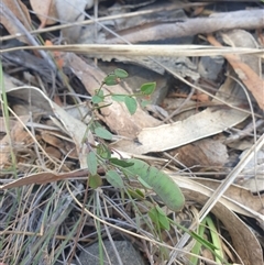 Bossiaea prostrata at Little Swanport, TAS - 4 Jan 2025 01:10 PM