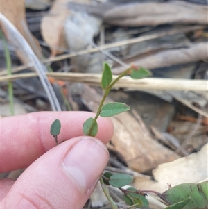 Bossiaea prostrata at Little Swanport, TAS - 4 Jan 2025 01:10 PM