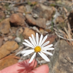 Brachyscome diversifolia var. diversifolia at Little Swanport, TAS by Detritivore