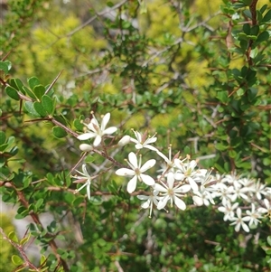 Bursaria spinosa at Little Swanport, TAS - 4 Jan 2025 02:07 PM