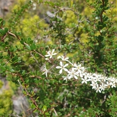 Bursaria spinosa at Little Swanport, TAS - 4 Jan 2025 02:07 PM