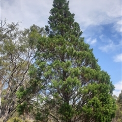 Callitris rhomboidea (Port Jackson Pine, Oyster Bay Pine) at Little Swanport, TAS - 4 Jan 2025 by Detritivore