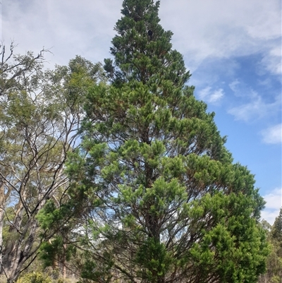 Callitris rhomboidea (Port Jackson Pine, Oyster Bay Pine) at Little Swanport, TAS - 4 Jan 2025 by Detritivore