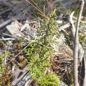 Cheilanthes austrotenuifolia (Rock Fern) at Little Swanport, TAS by Detritivore