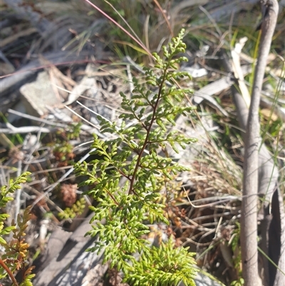 Cheilanthes austrotenuifolia (Rock Fern) at Little Swanport, TAS - 4 Jan 2025 by Detritivore