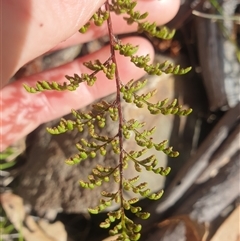 Cheilanthes austrotenuifolia at Little Swanport, TAS - 5 Jan 2025 10:03 AM