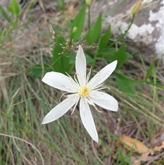 Clematis gentianoides at Little Swanport, TAS - 4 Jan 2025 by Detritivore