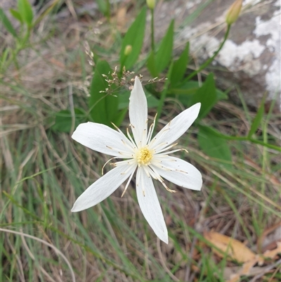 Clematis gentianoides at Little Swanport, TAS - 4 Jan 2025 by Detritivore