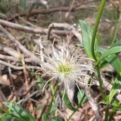 Clematis gentianoides at Little Swanport, TAS - 4 Jan 2025