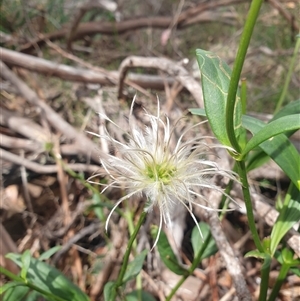 Clematis gentianoides at Little Swanport, TAS - 4 Jan 2025 03:31 PM