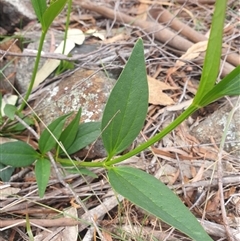 Clematis gentianoides at Little Swanport, TAS - 4 Jan 2025