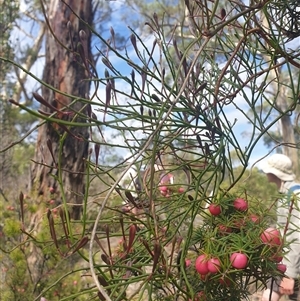Comesperma volubile at Little Swanport, TAS - 5 Jan 2025 10:21 AM