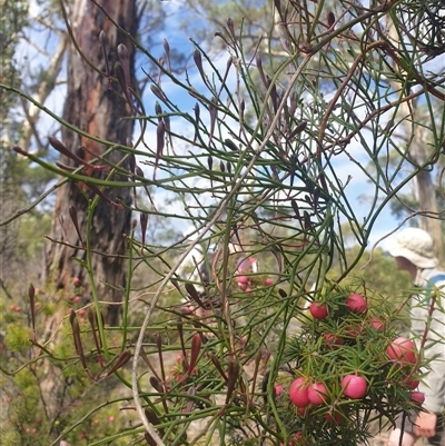 Comesperma volubile at Little Swanport, TAS - 4 Jan 2025 by Detritivore