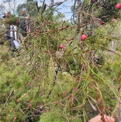 Comesperma volubile at Little Swanport, TAS - 5 Jan 2025