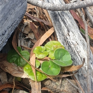 Dichondra repens at Little Swanport, TAS - 4 Jan 2025 01:56 PM