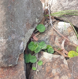 Dichondra repens at Little Swanport, TAS - 4 Jan 2025 01:56 PM