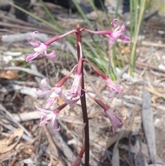 Dipodium roseum (Rosy Hyacinth Orchid) at Little Swanport, TAS - 5 Jan 2025 by Detritivore