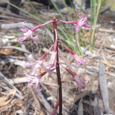 Dipodium roseum (Rosy Hyacinth Orchid) at Little Swanport, TAS - 4 Jan 2025 by Detritivore