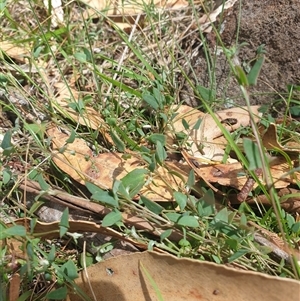 Einadia nutans (Climbing Saltbush) at Little Swanport, TAS by Detritivore