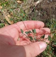 Einadia nutans at Little Swanport, TAS - 5 Jan 2025 03:07 PM