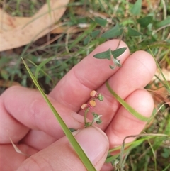 Einadia nutans at Little Swanport, TAS - 5 Jan 2025