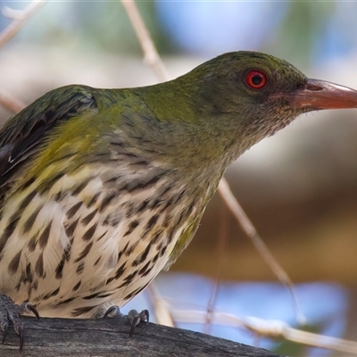 Oriolus sagittatus (Olive-backed Oriole) at Ainslie, ACT - 6 Jan 2025 by jb2602