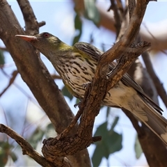 Oriolus sagittatus at Ainslie, ACT - 6 Jan 2025 11:34 AM