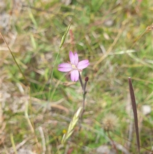 Epilobium billardiereanum subsp. billardiereanum at Little Swanport, TAS - 5 Jan 2025 12:48 PM