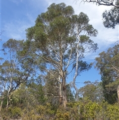 Eucalyptus pulchella (Narrow-leaved Peppermint) at Little Swanport, TAS - 4 Jan 2025 by Detritivore