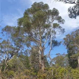 Eucalyptus pulchella at Little Swanport, TAS - 4 Jan 2025