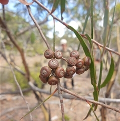 Eucalyptus pulchella at Little Swanport, TAS - 4 Jan 2025