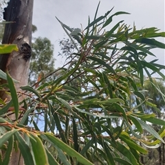 Eucalyptus pulchella at Little Swanport, TAS - 4 Jan 2025