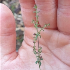 Galium gaudichaudii (Rough Bedstraw) at Little Swanport, TAS - 4 Jan 2025 by Detritivore