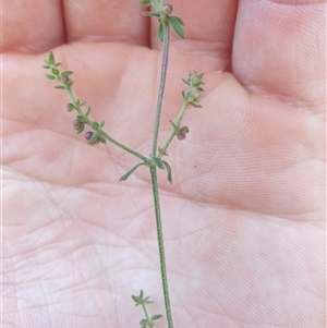 Galium gaudichaudii at Little Swanport, TAS - 4 Jan 2025