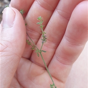 Galium gaudichaudii at Little Swanport, TAS - 4 Jan 2025