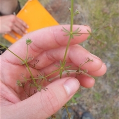 Galium divaricatum at Little Swanport, TAS - 4 Jan 2025 by Detritivore