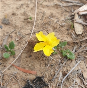 Goodenia lanata at Little Swanport, TAS - 4 Jan 2025