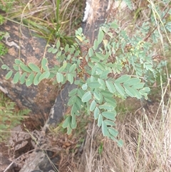 Indigofera australis subsp. australis (Australian Indigo) at Little Swanport, TAS - 5 Jan 2025 by Detritivore