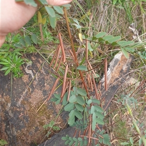 Indigofera australis subsp. australis at Little Swanport, TAS - 5 Jan 2025